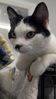 Suryia -  Domestic Short Hair Cat for Adoption in Sparta, Wisconsin - Suryia | PetCurious