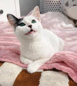 Domestic Short Hair Cats Available for Adoption in Homer Glen, Illinois - Calliope | PetCurious