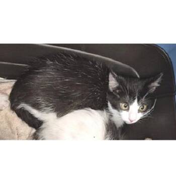 Rescue Domestic Short Hair Cats for Adoption in Millcreek, Utah - Mini | PetCurious