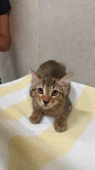Mouse -  Domestic Short Hair Cat for Adoption in Honolulu, Hawaii - Mouse | PetCurious