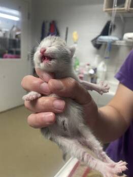 HULLABALOO -  Domestic Short Hair Cat for Adoption in Easton, Maryland - HULLABALOO | PetCurious