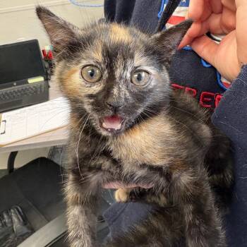 Pecan Swirl -  Domestic Medium Hair Cat for Adoption in Columbiana, Alabama - Pecan Swirl | PetCurious
