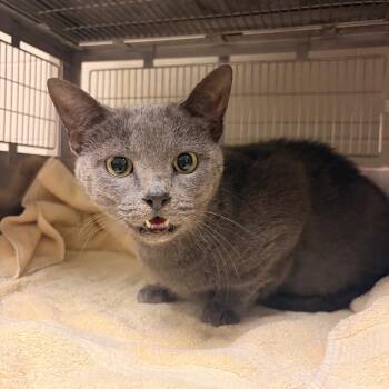 Marnie -  Domestic Short Hair Cat for Adoption in Bristol, Indiana - Marnie | PetCurious