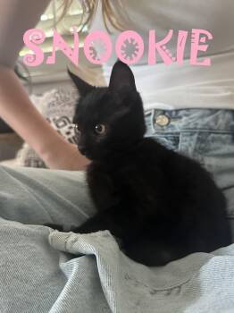 Snookie -  American Shorthair and Domestic Short Hair Cat for Adoption in Walnut Creek, California - Snookie | PetCurious