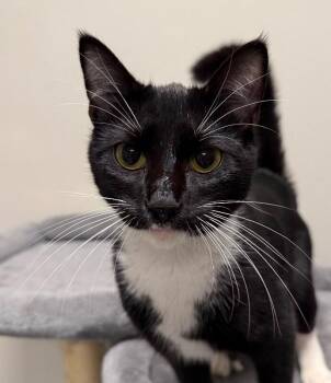 Binx -  Domestic Short Hair Cat for Adoption in Yankton, South Dakota - Binx | PetCurious