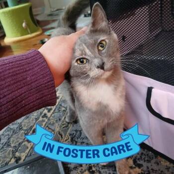 CATHERINE DE MEOWDICI -  Domestic Short Hair Cat for Adoption in Tallahassee, Florida - CATHERINE DE MEOWDICI | PetCurious