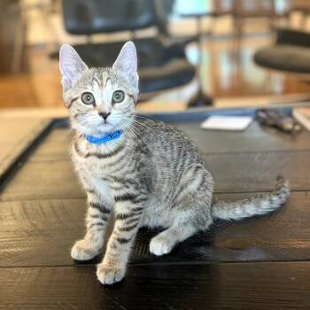 Eve -  Domestic Short Hair Cat for Adoption in Carmel, Indiana - Eve | PetCurious