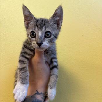 Derek -  Domestic Short Hair Cat for Adoption in Webster, Texas - Derek | PetCurious