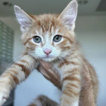Sprinkles -  Domestic Short Hair Cat for Adoption in Matteson, Illinois - Sprinkles | PetCurious