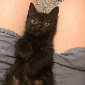Ruby -  Domestic Short Hair Cat for Adoption in Layton, Utah - Ruby | PetCurious