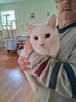 Domestic Short Hair Cats Available for Adoption in Fairfax, Virginia - Bianca | PetCurious