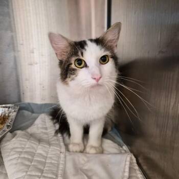 Mark -  Domestic Short Hair Cat for Adoption in Bentonville, Arkansas - Mark | PetCurious