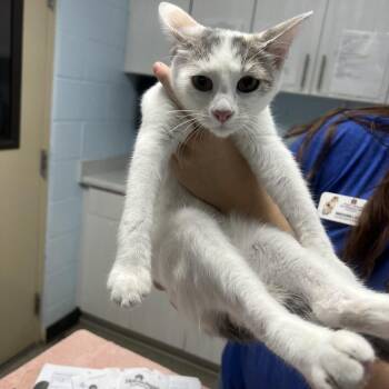 Slime -  Domestic Short Hair Cat for Adoption in Riverside, California - Slime | PetCurious