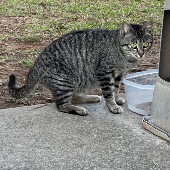 Wonton 6026 -  Domestic Medium Hair Cat Available for Adoption in Hamilton, Georgia - Wonton 6026 | PetCurious