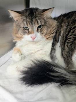 Oreo -  Domestic Long Hair and Domestic Short Hair Cat for Adoption in Montreal, Quebec - Oreo | PetCurious