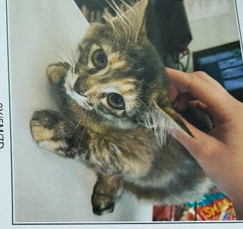 Seena -  Domestic Medium Hair Cat for Adoption in Evansville, Indiana - Seena | PetCurious