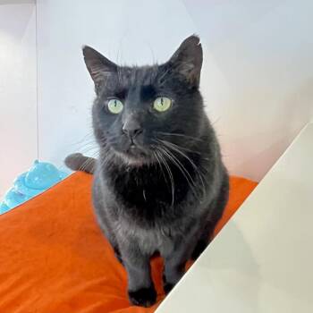 Lucky -  Domestic Short Hair Cat for Adoption in New York, New York - Lucky | PetCurious