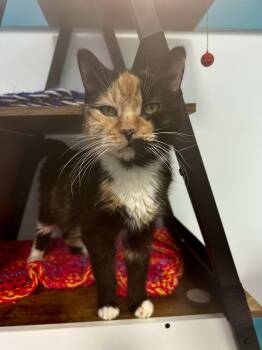Calico Cats Available for Adoption in Grand Rapids, Michigan - Prism | PetCurious