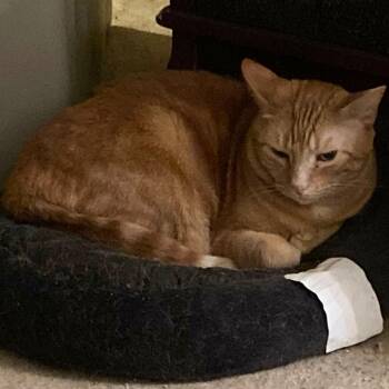 Jamie -  Domestic Short Hair Cat for Adoption in Abingdon, Maryland - Jamie | PetCurious