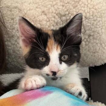 Ginger Avery -  Domestic Short Hair and Calico Cat for Adoption in Morrison, Colorado - Ginger Avery | PetCurious