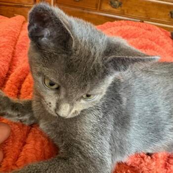 Micheala -  Domestic Short Hair Cat for Adoption in Houston, Texas - Micheala | PetCurious
