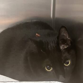 Domestic Short Hair Cats Available for Adoption - Yankee-bella | PetCurious