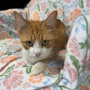 Domestic Short Hair Cats Available for Adoption in Kittanning, Pennsylvania - Meggie | PetCurious