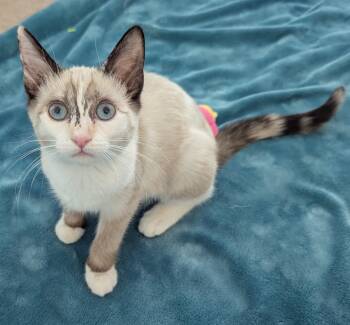 PENELOPE - Kitten -  Domestic Short Hair Cat for Adoption in Prescott, Arizona - PENELOPE - Kitten | PetCurious