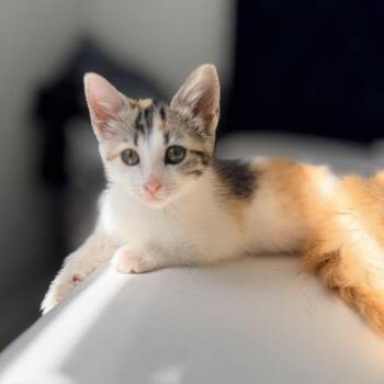 Autumn -  Domestic Medium Hair Cat for Adoption in Tustin, California - Autumn | PetCurious