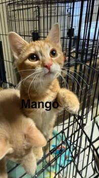 Mango -  Domestic Short Hair Cat for Adoption in Zimmerman, Minnesota - Mango | PetCurious