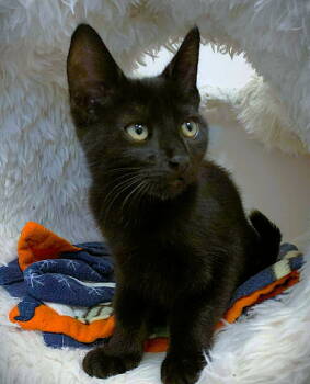 Rescue Domestic Short Hair Cats for Adoption in Seal Beach, California - Kitten Rhett | PetCurious