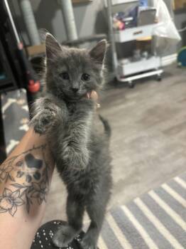 Fru Fru -  Domestic Short Hair Cat for Adoption in Hamilton, Ontario - Fru Fru | PetCurious