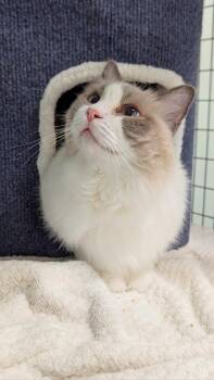 Piquad -  Ragdoll Cat for Adoption in Chicago, Illinois - Piquad | PetCurious