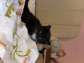 Azura -  Domestic Short Hair Cat for Adoption in Fruit Heights, Utah - Azura | PetCurious
