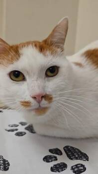 Domestic Short Hair Cats Available for Adoption in West Lawn, Pennsylvania - Beauty (FeLV +) | PetCurious