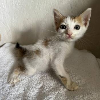 Egg Roll A26-173 -  Domestic Short Hair Cat for Adoption in Santa Rosa Beach, Florida - Egg Roll A26-173 | PetCurious