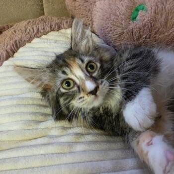 MOSAIC -  Domestic Long Hair Cat for Adoption in Graham, Washington - MOSAIC | PetCurious