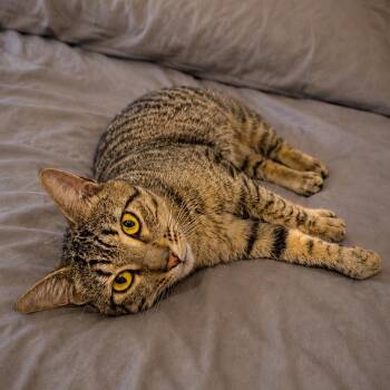 Sweet Pea -  Tabby Cat for Adoption in San Juan Capistrano, California - Sweet Pea | PetCurious