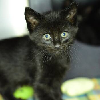 Wonton (Blue) -  Domestic Short Hair Cat for Adoption in Idaho Falls, Idaho - Wonton (Blue) | PetCurious