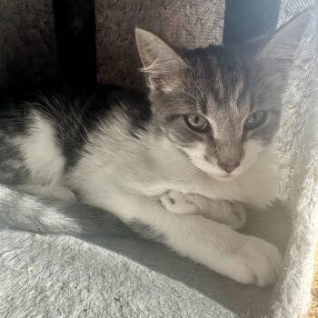 Domestic Short Hair Cats Available for Adoption in Richmond, Virginia - Minestrone | PetCurious