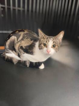 Rescue Domestic Short Hair Cats for Adoption in West Lawn, Pennsylvania - Snickers | PetCurious