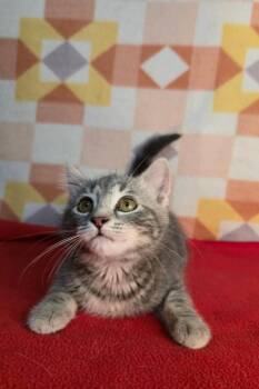 Matilda -  Domestic Short Hair Cat Available for Adoption in Miami, Oklahoma - Matilda | PetCurious