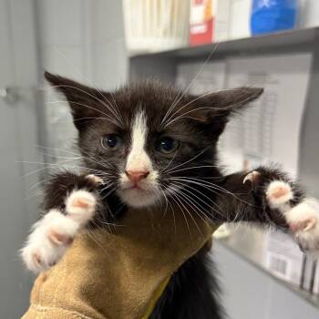 Cappuccino -  Domestic Short Hair Cat for Adoption in Summerville, South Carolina - Cappuccino | PetCurious