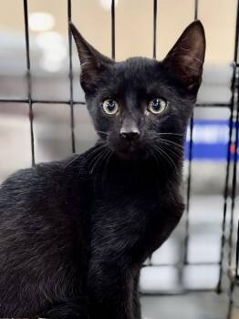 Rescue Domestic Short Hair Cats for Adoption in Lawrenceville, Georgia - Blackberry | PetCurious
