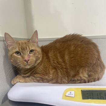 Domestic Short Hair Cats Available for Adoption in Tampa, Florida - Cali | PetCurious