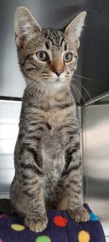 Bram -  Domestic Short Hair Cat for Adoption in Georgetown, Ohio - Bram | PetCurious