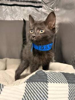 ASIAGO -  Domestic Short Hair Cat for Adoption in Grovetown, Georgia - ASIAGO | PetCurious