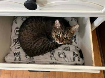 Cubby -  Domestic Short Hair Cat for Adoption in Taycheedah, Wisconsin - Cubby | PetCurious