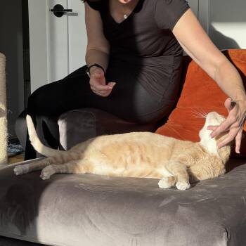 Rescue Domestic Short Hair Cats for Adoption in Port Chester, New York - Mango | PetCurious