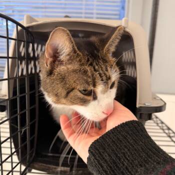 Ego -  Domestic Short Hair and Mixed Breed Cat for Adoption in Indianapolis, Indiana - Ego | PetCurious